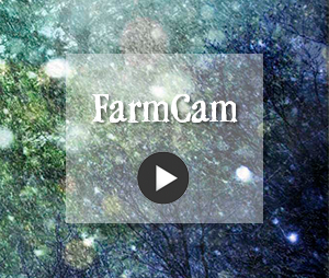 farmcam2